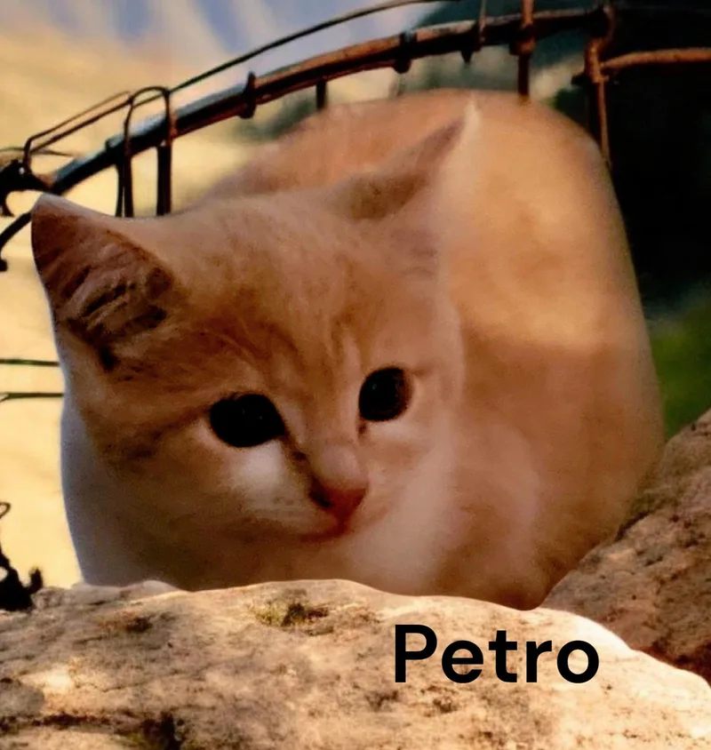 A baby medium-sized male Tabby cat named Petro for adoption in Weems, VA