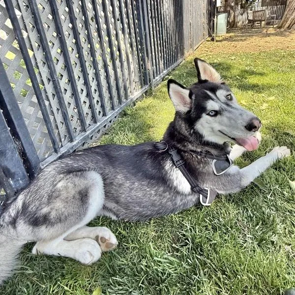 An adult large-sized female Siberian Husky dog named Snickerdoodle for adoption in Dublin, CA
