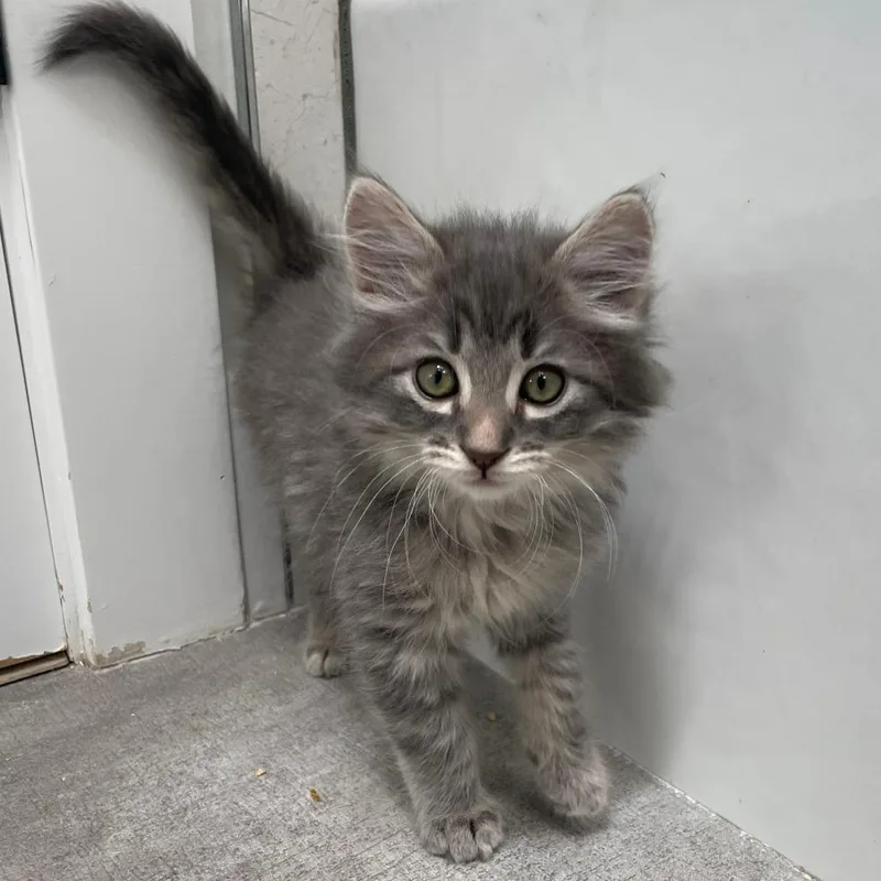 A baby small-sized male Gray / Blue / Silver Domestic Medium Hair cat named Porcini for adoption in Sunnyvale, CA