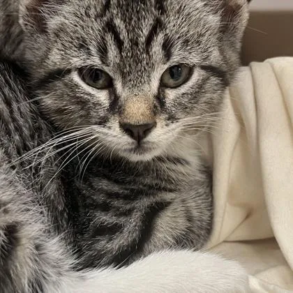 A baby small-sized male Domestic Short Hair cat named Raiden for adoption in Voorhees, NJ