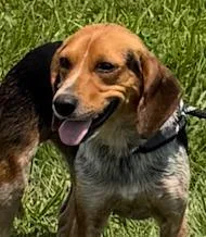 A young small-sized female Tricolor (Brown, Black, & White) Beagle dog named Shirley for adoption in Atco, NJ
