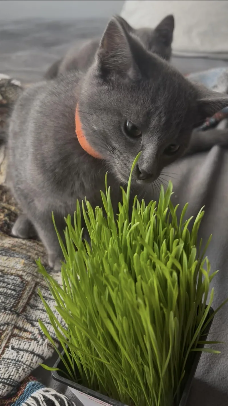Basil thumbnail 5