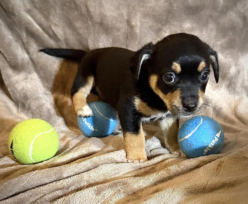 A baby small-sized male Rat Terrier dog named Antonio Cira's Litter for adoption in Holly Springs, NC