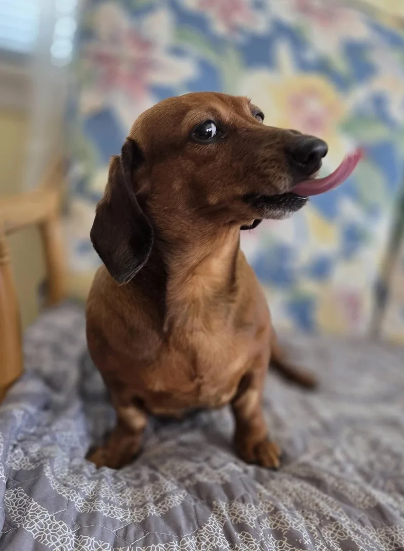 An adult small-sized female Dachshund dog named Bean for adoption in Scotch Plains, NJ