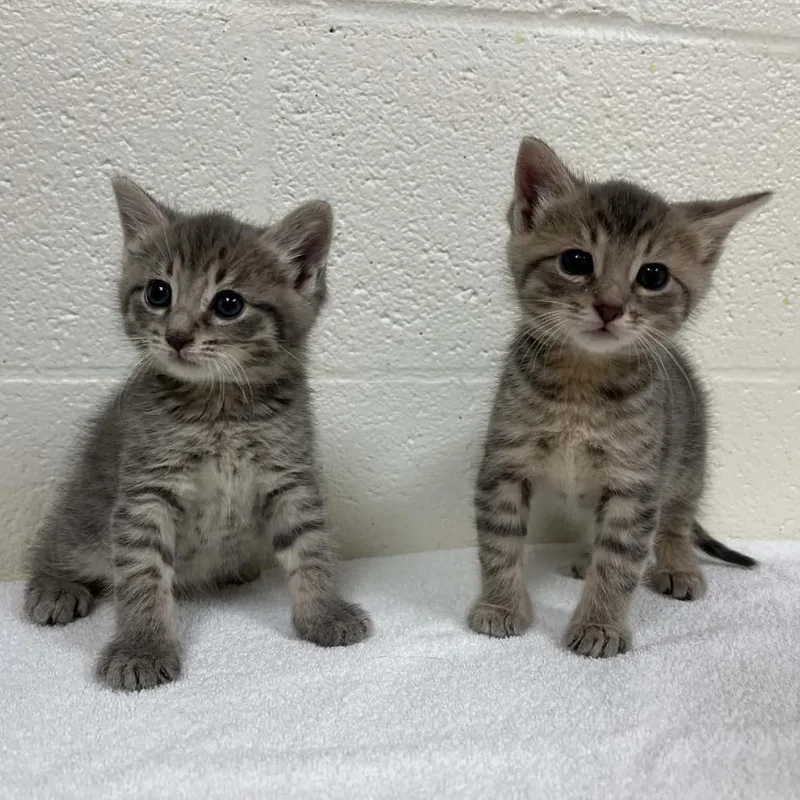 A baby small-sized male Gray / Blue / Silver Domestic Short Hair cat named Patrick for adoption in Lyndhurst, VA