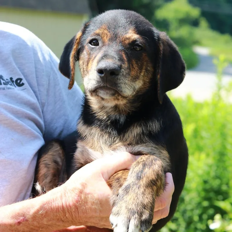 A baby large-sized male Black Shepherd dog named CT Han Solo for adoption in Eastford, CT