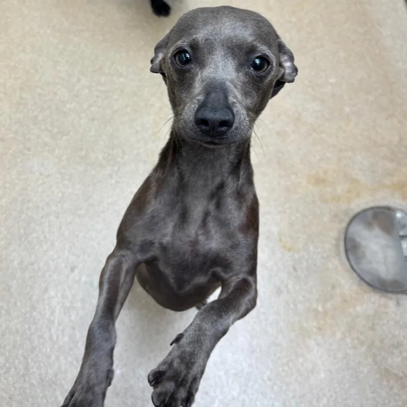 Wish Bear thumbnail 2