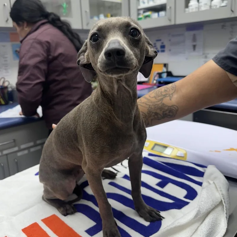 Wish Bear thumbnail 3