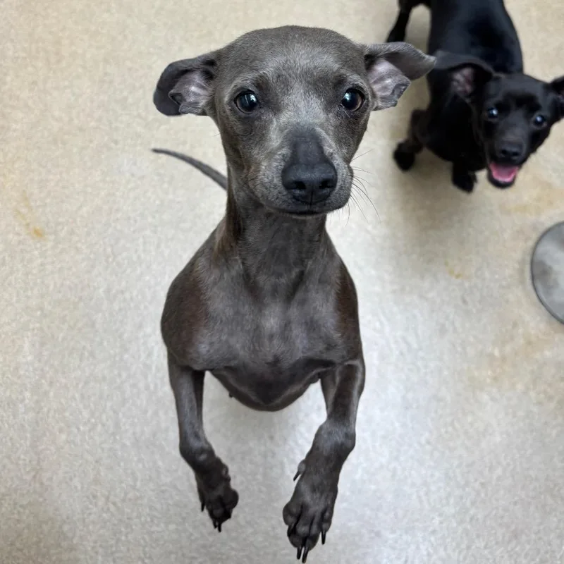 Wish Bear thumbnail 4