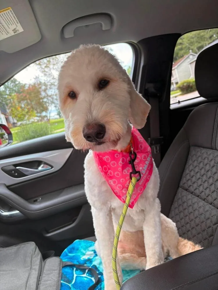 A young large-sized female Goldendoodle dog named Lumine for adoption in WARNER ROBINS, GA