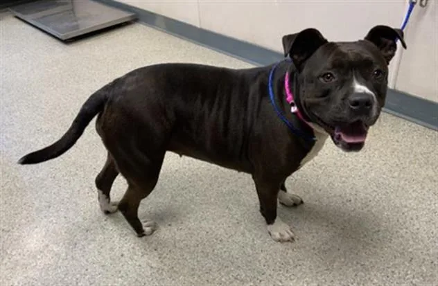 A young medium-sized female Pit Bull Terrier dog named Ellie for adoption in Visalia, CA
