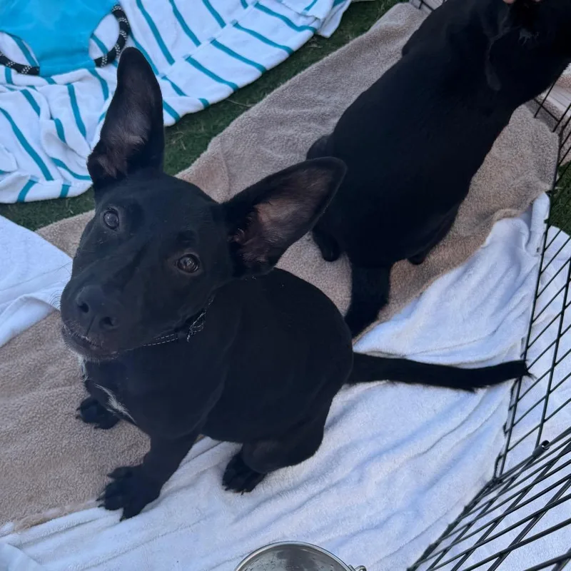 A baby medium-sized female Black Labrador Retriever dog named Hillary for adoption in West Palm Beach, FL