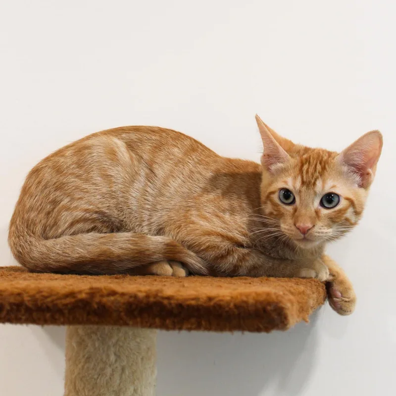 A young medium-sized male Orange / Red Domestic Short Hair cat named Wyatt for adoption in Newport Beach, CA