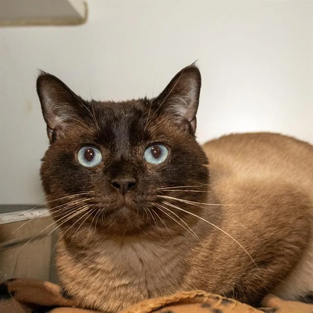 An adult small-sized male Siamese cat named Gilbert for adoption in Methuen, MA