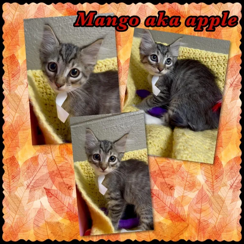 Mango Aka Apple