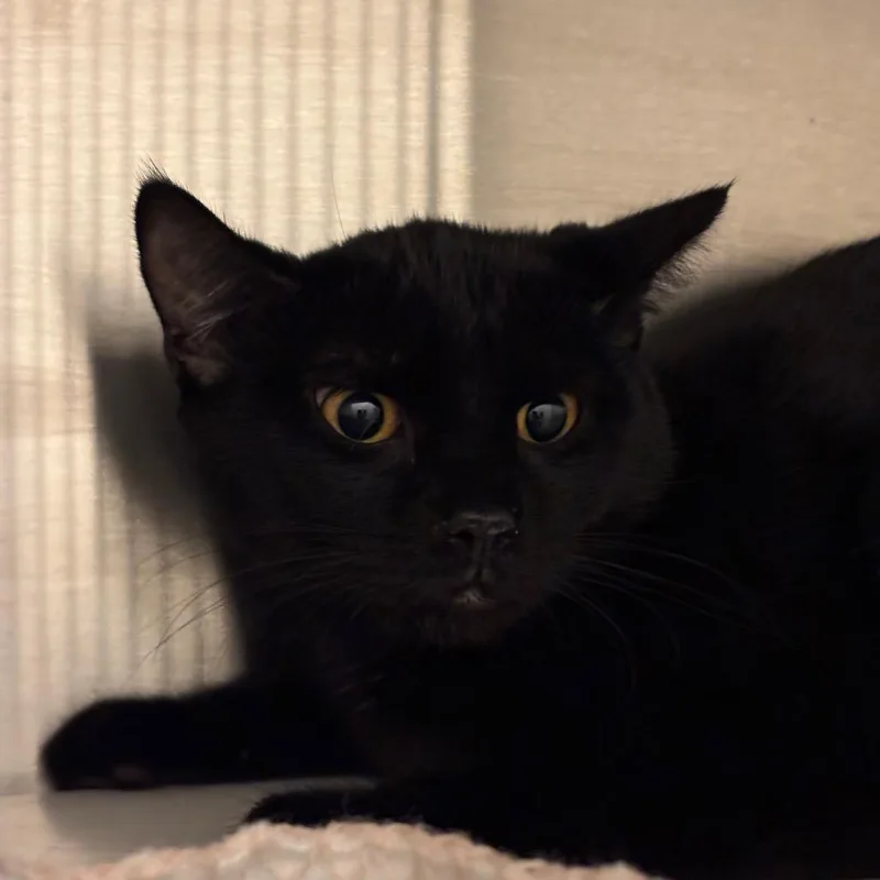 A young medium-sized female Black Domestic Short Hair cat named Little Bit for adoption in Council Bluffs, IA