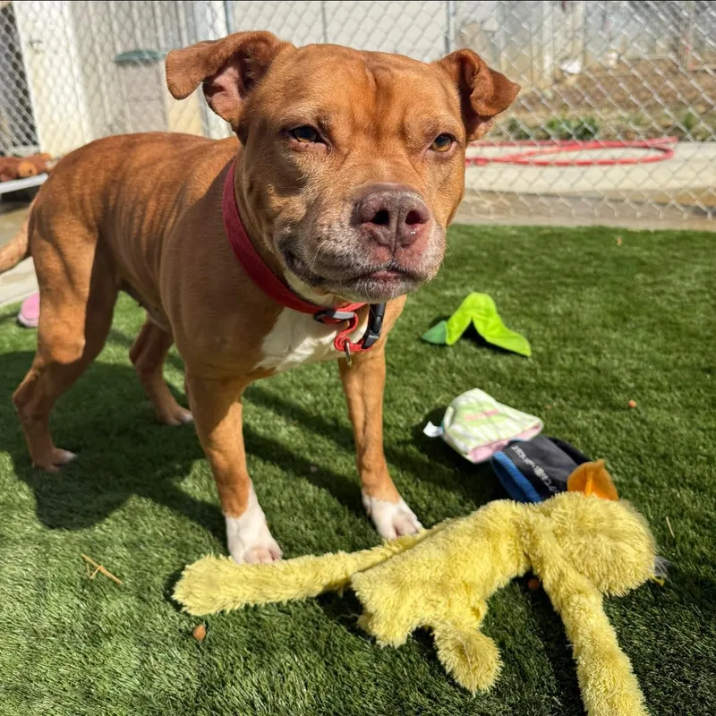 A senior medium-sized male Yellow / Tan / Blond / Fawn Mixed Breed dog named Cargo for adoption in Warren, OH
