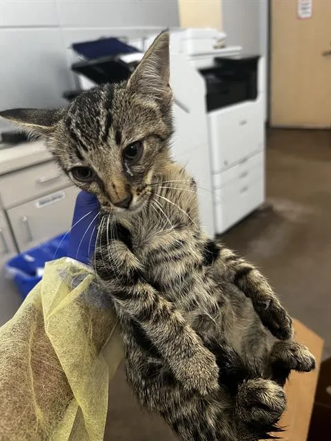 A baby medium-sized male Domestic Medium Hair cat named Arnold for adoption in Dallas, TX