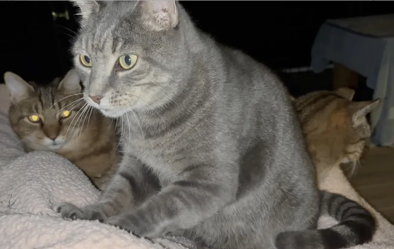 A senior large-sized male Tabby (Brown / Chocolate) Domestic Short Hair cat named Rebel for adoption in Palm Coast, FL