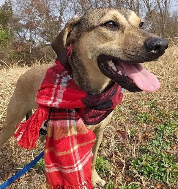 A young medium-sized male Bicolor Mountain Cur dog named Star for adoption in Chicopee, MA
