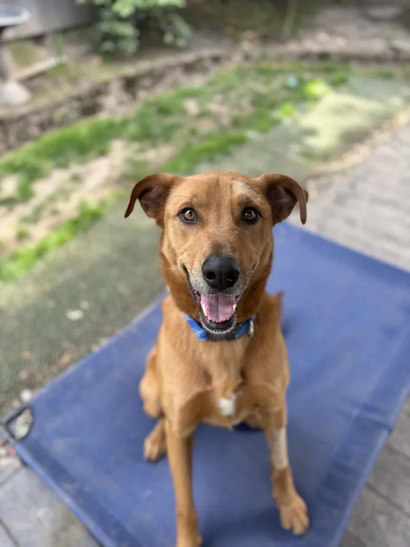 A young medium-sized male Shepherd dog named Scooby Doo for adoption in santa monica, CA