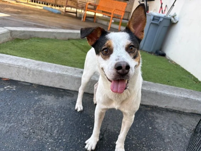 A young medium-sized male White / Cream Australian Shepherd dog named Nacho for adoption in Van Nuys, CA