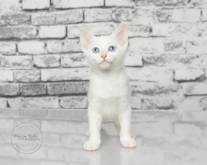 A baby medium-sized male White Domestic Short Hair cat named Goat Only for adoption in Tuscaloosa, AL