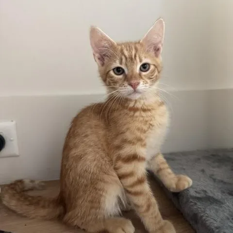 A baby medium-sized male Orange & White Domestic Short Hair cat named Theo for adoption in Beaufort, SC