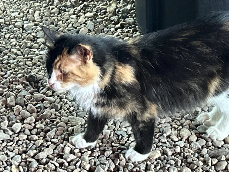 An adult medium-sized female American Shorthair cat named Rouge for adoption in Milbank, SD