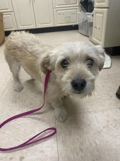 An adult medium-sized male Terrier dog named Sapling for adoption in Burlington, WA