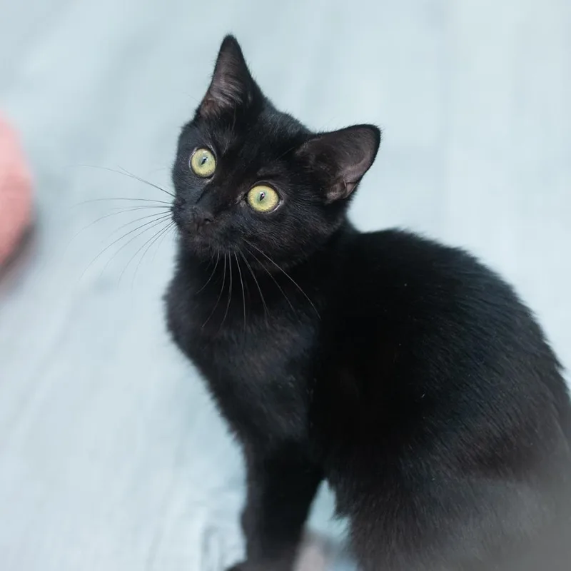 A baby small-sized female Domestic Short Hair cat named Charming for adoption in Ponte Vedra, FL