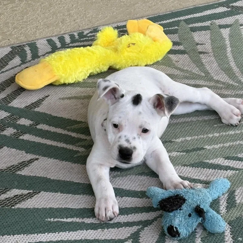 A baby medium-sized female White / Cream Terrier dog named Kaelani for adoption in Palm Harbor, FL