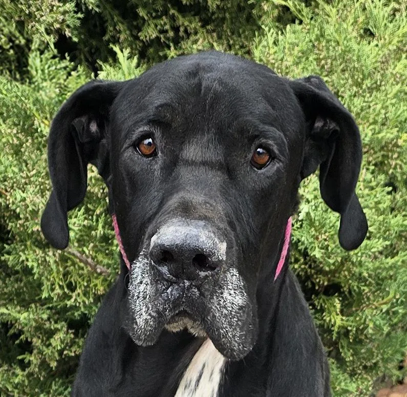 A young extra large-sized male Black Great Dane dog named Dedicated Dude  GREAT for adoption in Albuquerque, NM