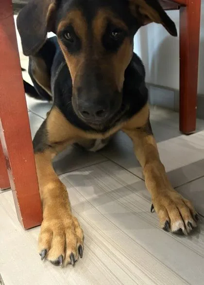 A young large-sized female Doberman Pinscher dog named Mazikeen P for adoption in Daytona Beach, FL