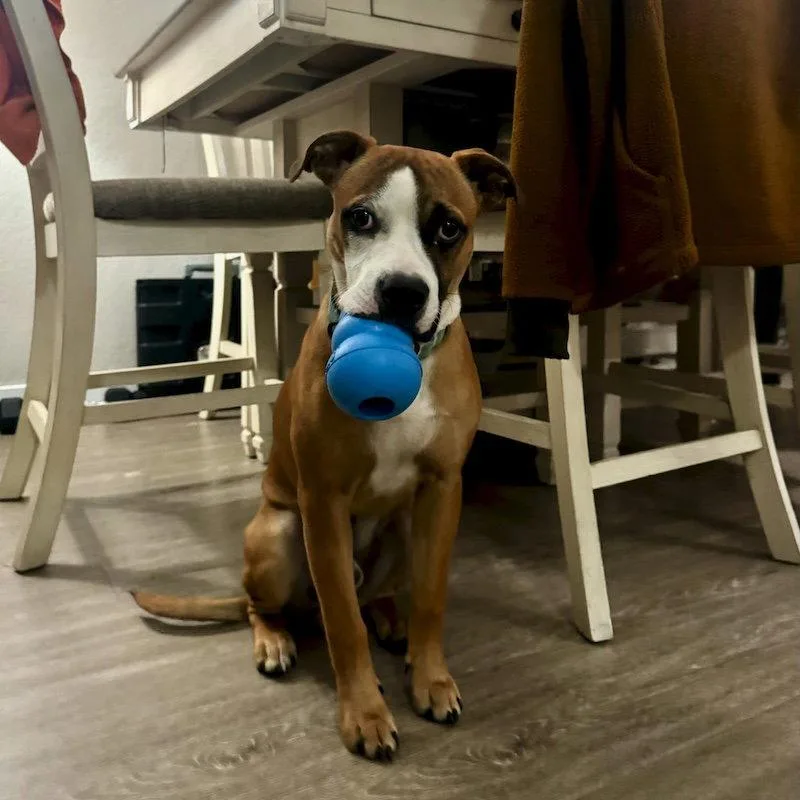 A young medium-sized male Boxer dog named Parker for adoption in San Juan Capistrano, CA