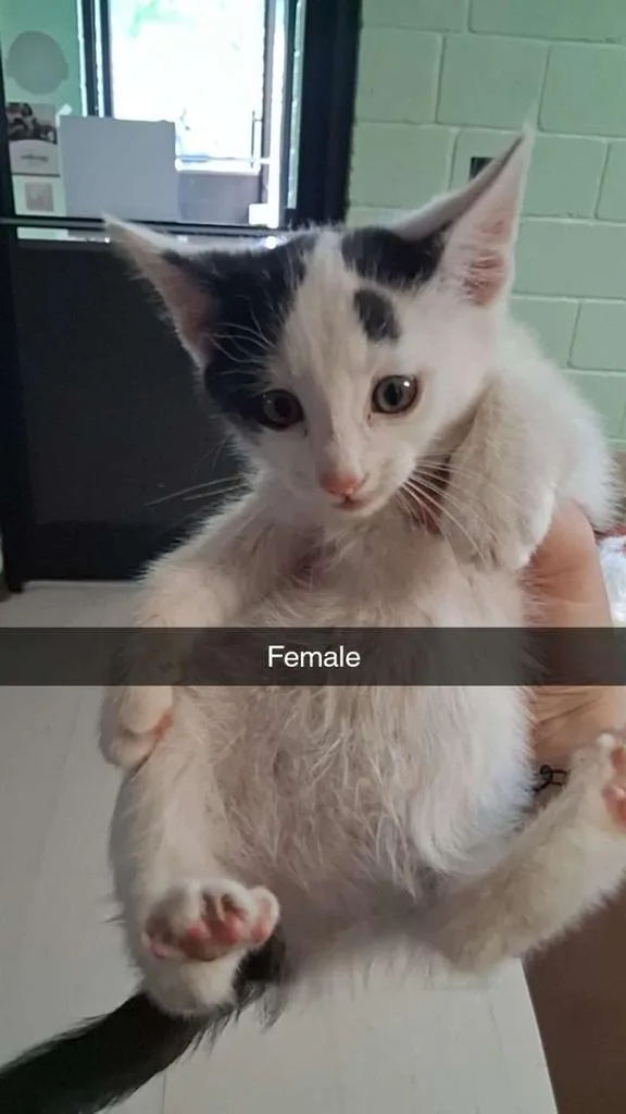 A baby small-sized female Domestic Long Hair cat named Zippity for adoption in Burnsville, NC