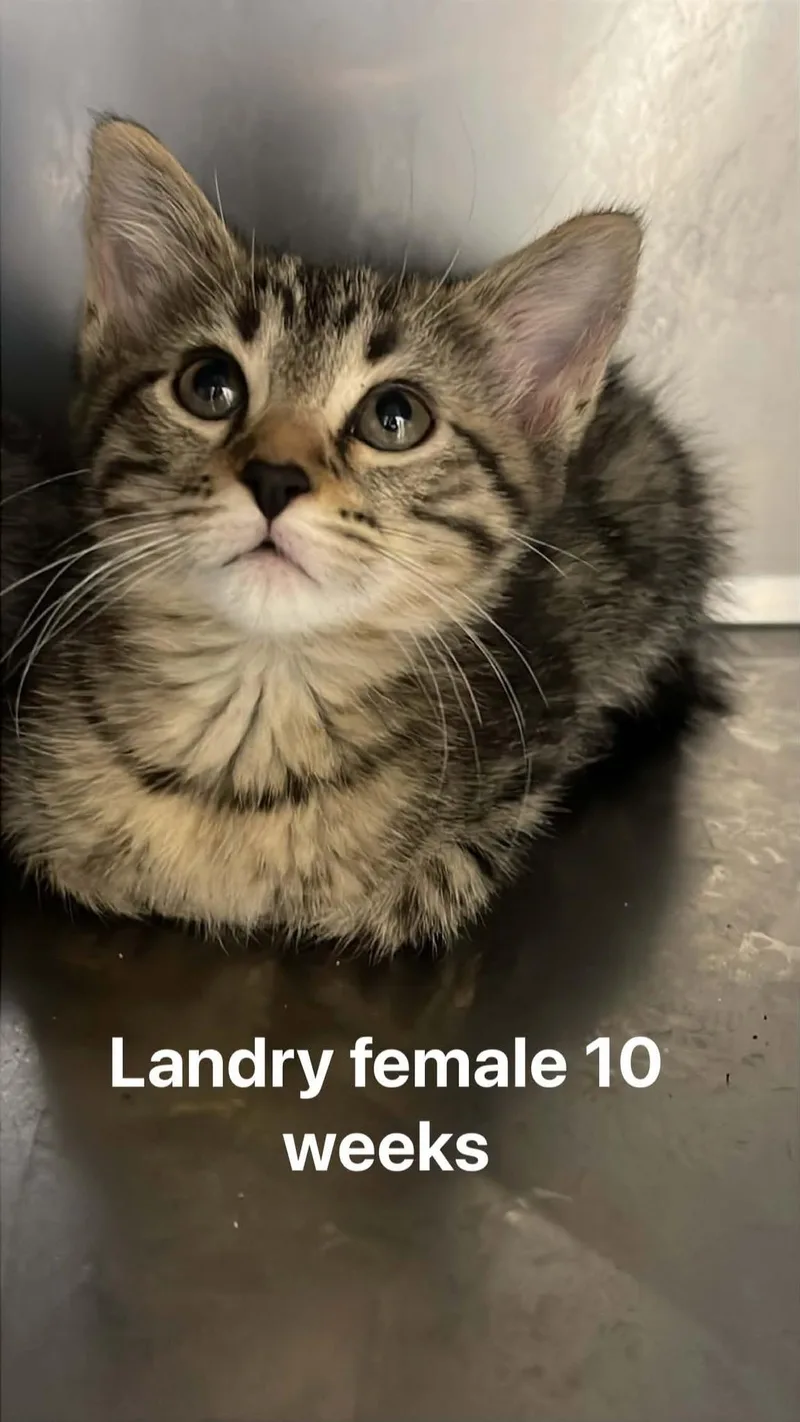 Landry