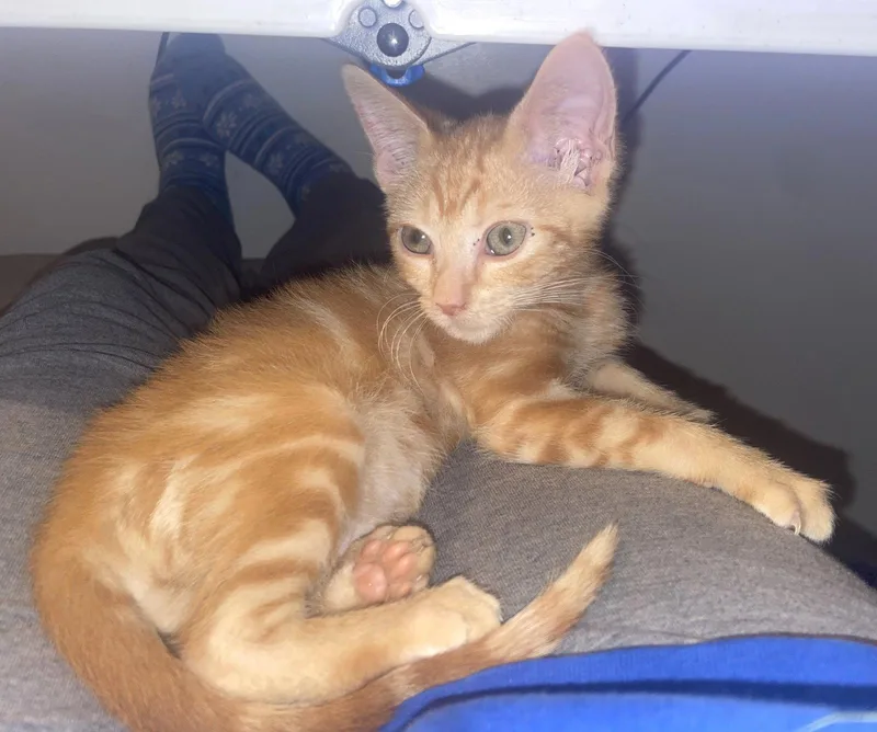 A baby medium-sized male Orange & White Domestic Short Hair cat named Ratfish for adoption in Shawnee, KS