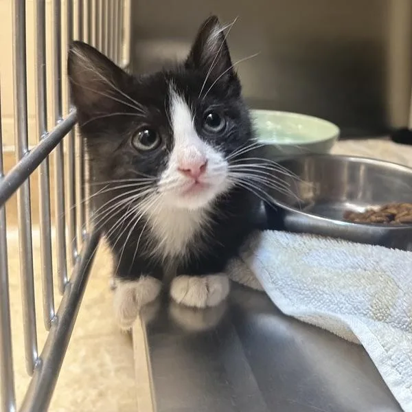 A baby small-sized female Domestic Short Hair cat named Mendes for adoption in Walnut Creek, CA