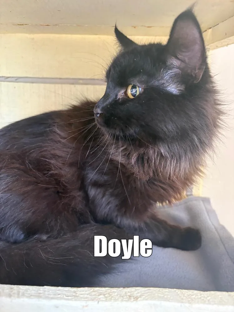Doyle