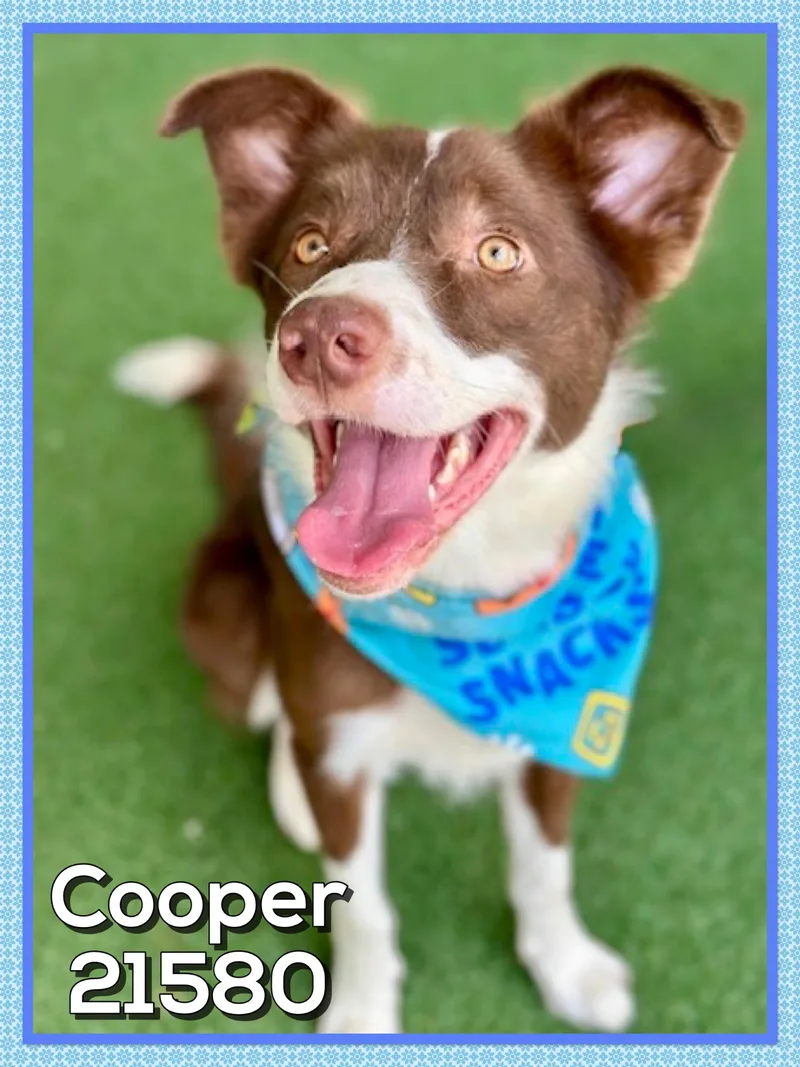 Cooper thumbnail 2