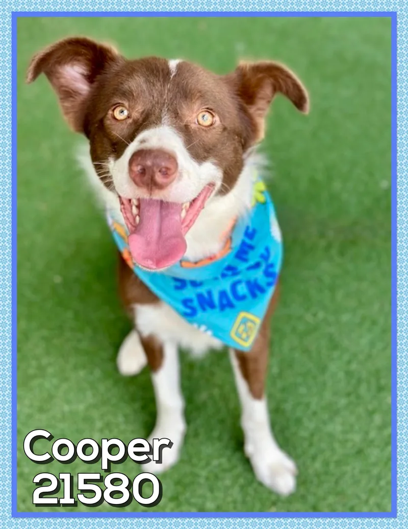 Cooper thumbnail 3
