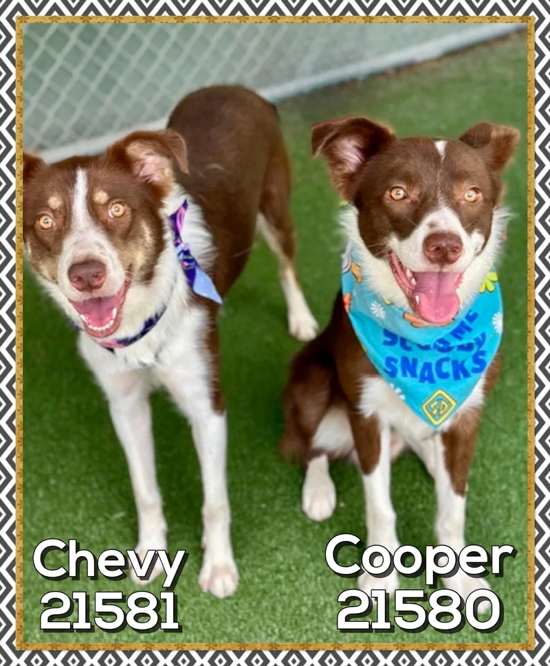 Cooper thumbnail 4