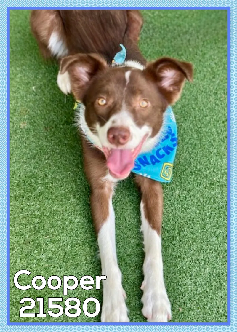 Cooper thumbnail 5