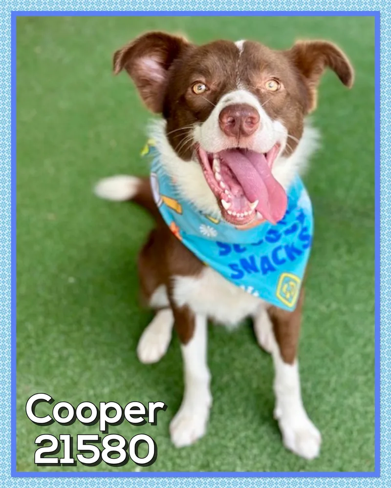 Cooper thumbnail 6