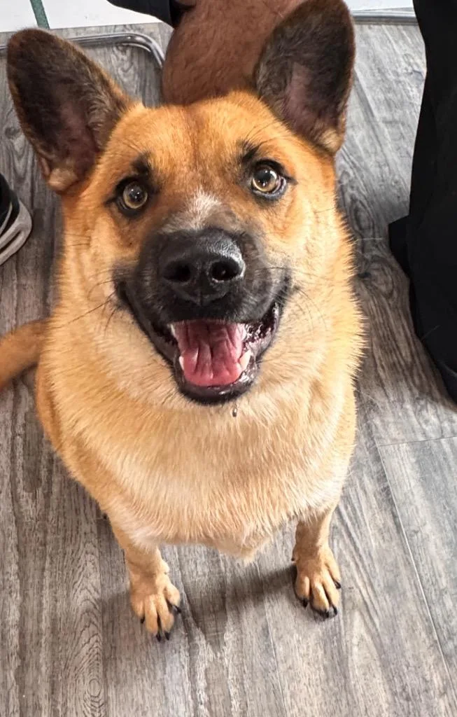 A young small-sized male German Shepherd Dog dog named Bruno for adoption in Labelle, FL