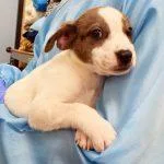 A baby medium-sized male White / Cream Mixed Breed dog named Paddy for adoption in Green Valley, AZ