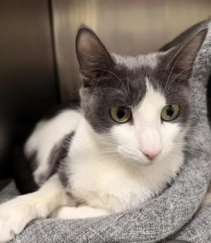 Bella Bee thumbnail 2