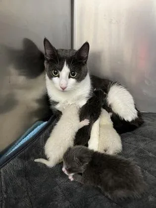 Bella Bee thumbnail 3