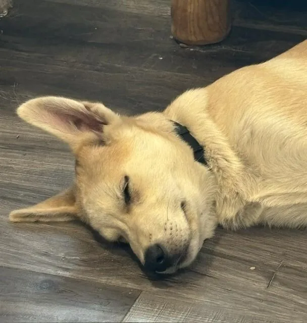A young large-sized male German Shepherd Dog dog named Bandit for adoption in Seattle, WA